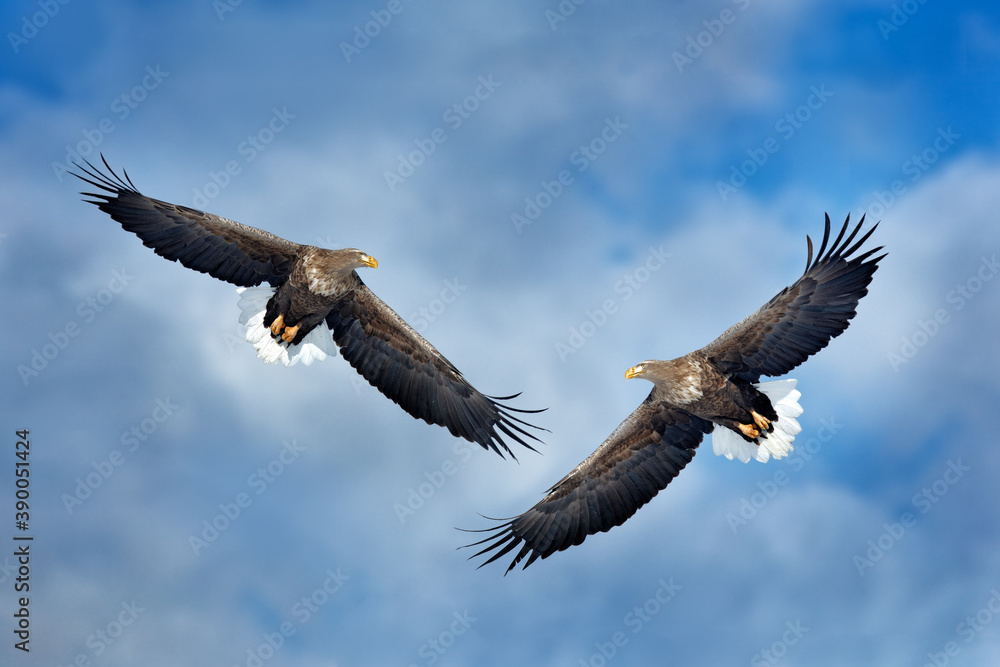 Obraz premium White-tailed eagle, Haliaeetus albicilla, big bird of prey on the dark blue sky, with white tail, Japan. Action wildlife scene from sky. Big bird of prey on the sky.
