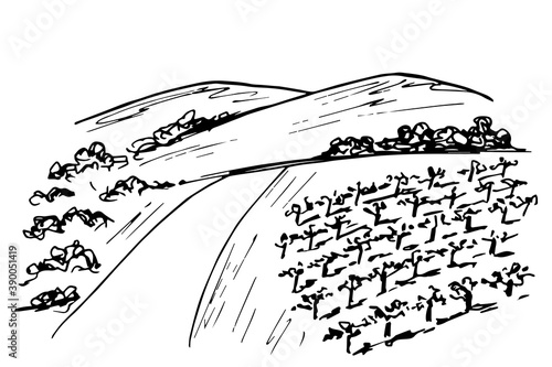 Hand drawn vector simple doodle drawing. Vineyard landscape, rows of grape bushes, country road, outlines of mountains on the horizon, trees. Engraving style, label printing, wine list.