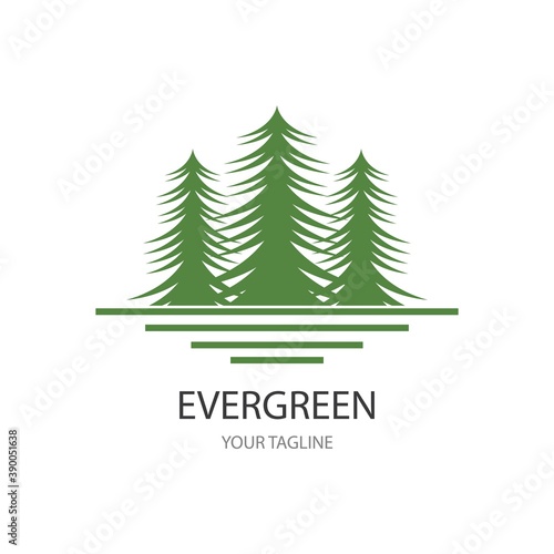 Cedar tree