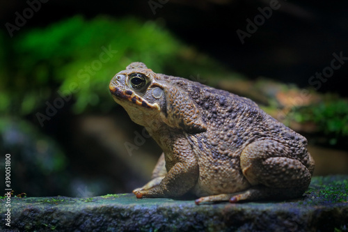 Rhinella marina, Cane toad, big frog from Costa Rica. Face portrait of large amphibian in the nature habitat. Animal in the tropic forest. Wildlife scene from nature.