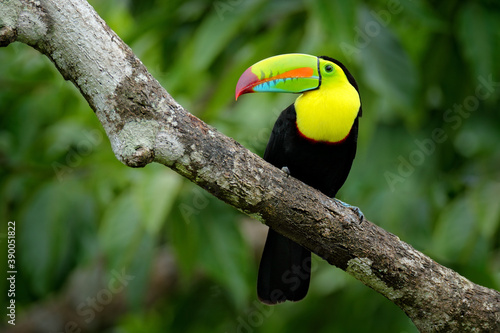 Jungle wildlife, Mexico. Toucan in green forest.