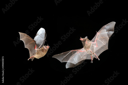 Orange nectar bat fly, Lonchophylla robusta, flying bat in dark night. Nocturnal animal in flight in dark forest. Wildlife action scene from tropic nature, Costa Rica. Animal behaviour - fight. photo