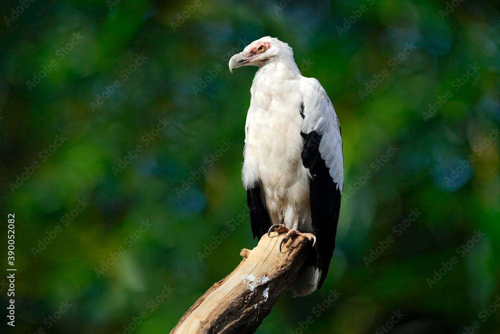 Palm-nut vulture, Gypohierax angolensis, or vulturine fish-eaglebig birds of prey sitting on tree trunk, nature habitat, Okavango, Botswana . Africa wildlife scene from nature. White vulture in forest Palm-nut vulture, Gypohierax angolensis, or vulturine fish-eaglebig birds of prey sitting on tree trunk, nature habitat, Okavango, Botswana . Africa wildlife scene from nature. White vulture in forest