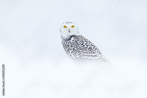 Cold winter. Snowy owl sitting on the snow in the habitat. White winter with misty bird. Wildlife scene from nature, Manitoba, Canada. Owl on the white meadow, animal behaviour.