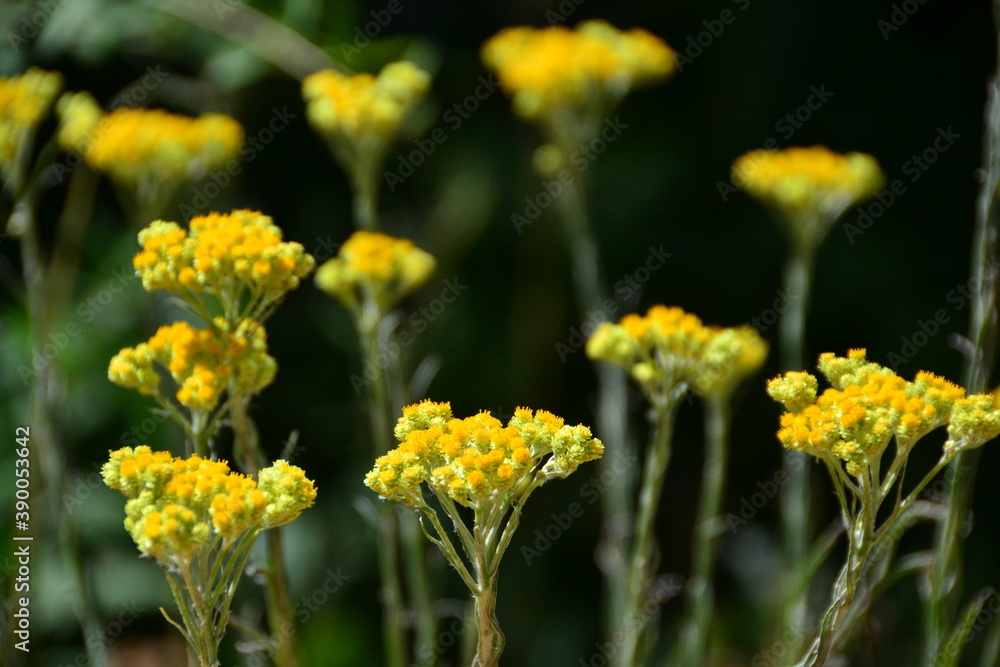Helichrysum arenarium sandy immortelle Helichrysum arenarium sandy immortelle