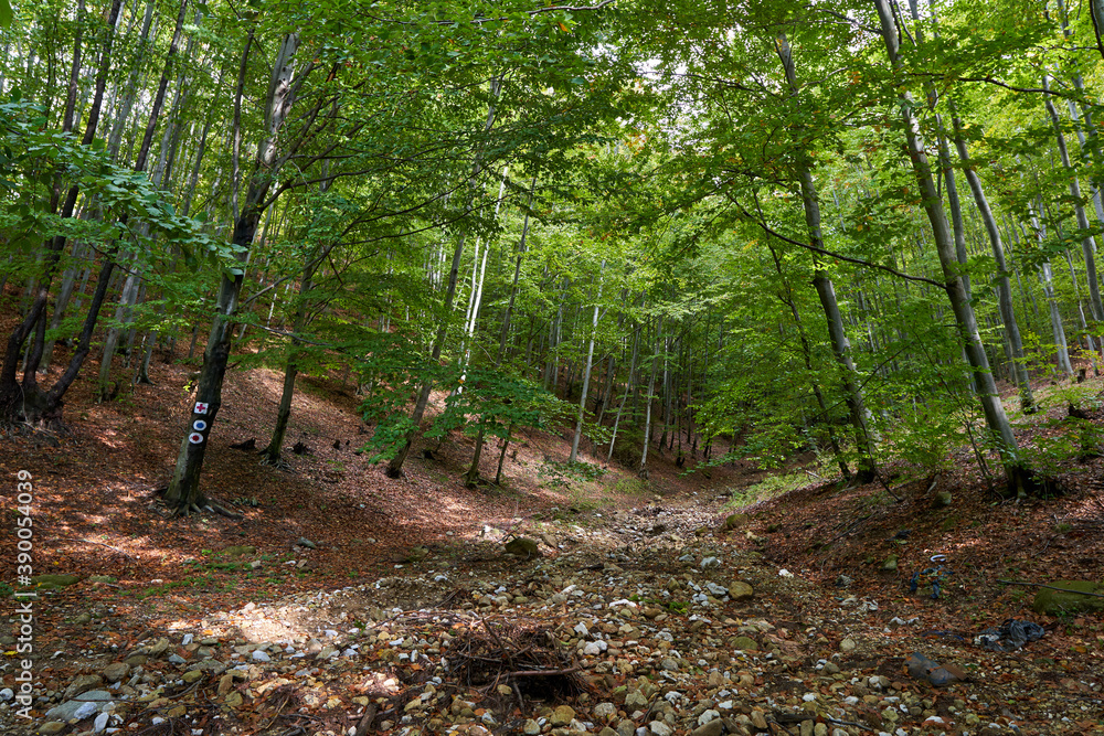 Obraz premium Beech forest and hiking trail