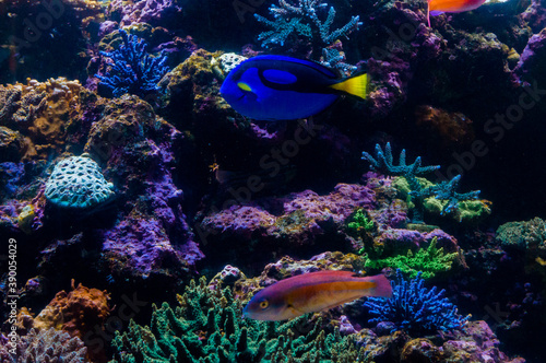Fototapeta Naklejka Na Ścianę i Meble -  サンゴ礁と魚