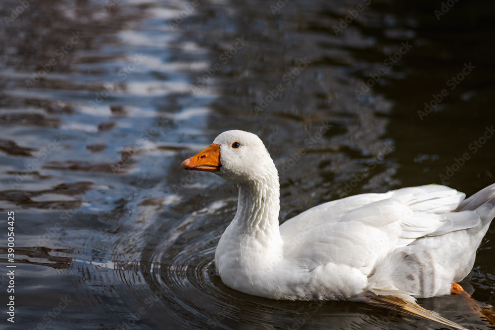 white feathered domestic goose swimming in a pond in winter white feathered domestic goose swimming in a pond in winter