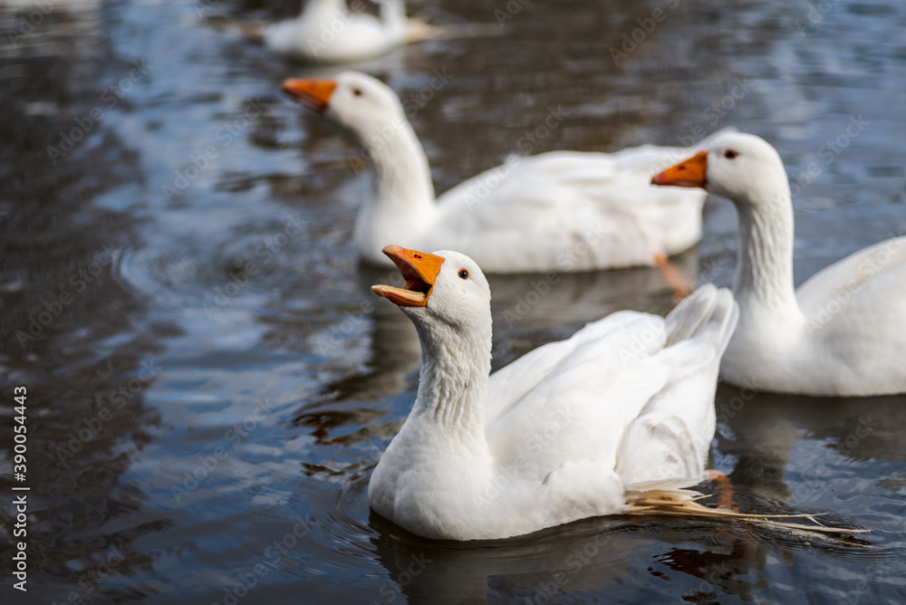 white feathered domestic geese swimming in a pond in winter