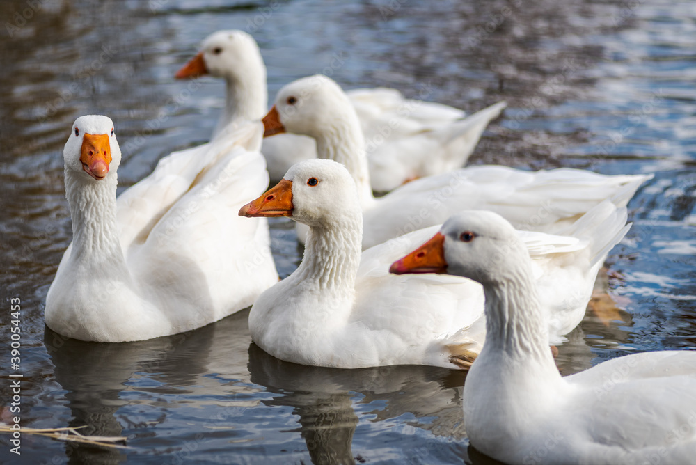 white feathered domestic geese swimming in a pond in winter white feathered domestic geese swimming in a pond in winter