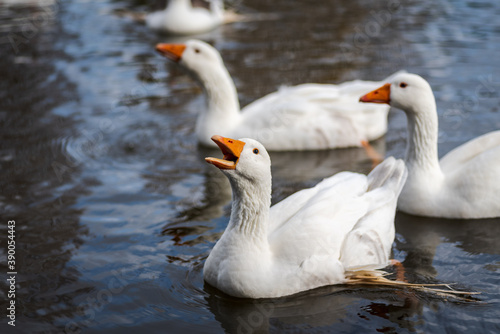 Fototapeta Naklejka Na Ścianę i Meble -  white feathered domestic geese swimming in a pond in winter