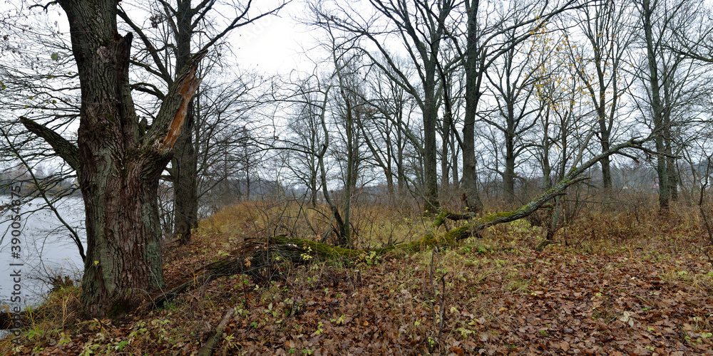 Autumn walks through forests and fields, beautiful panorama.
Autumn walks through forests and fields, beautiful panorama.