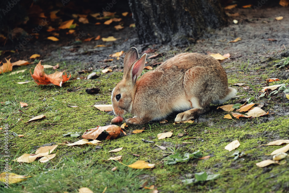 A domestic rabbit eats a carrot and lives free in the park A domestic rabbit eats a carrot and lives free in the park