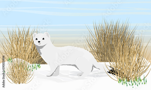 An ermine with winter white fur stands in the snow. Spring in the Arctic. Wild animals of the arctic. Mustela erminea. Realistic vector landscape