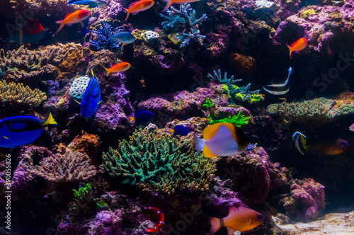 Fototapeta Naklejka Na Ścianę i Meble -  サンゴ礁と魚
