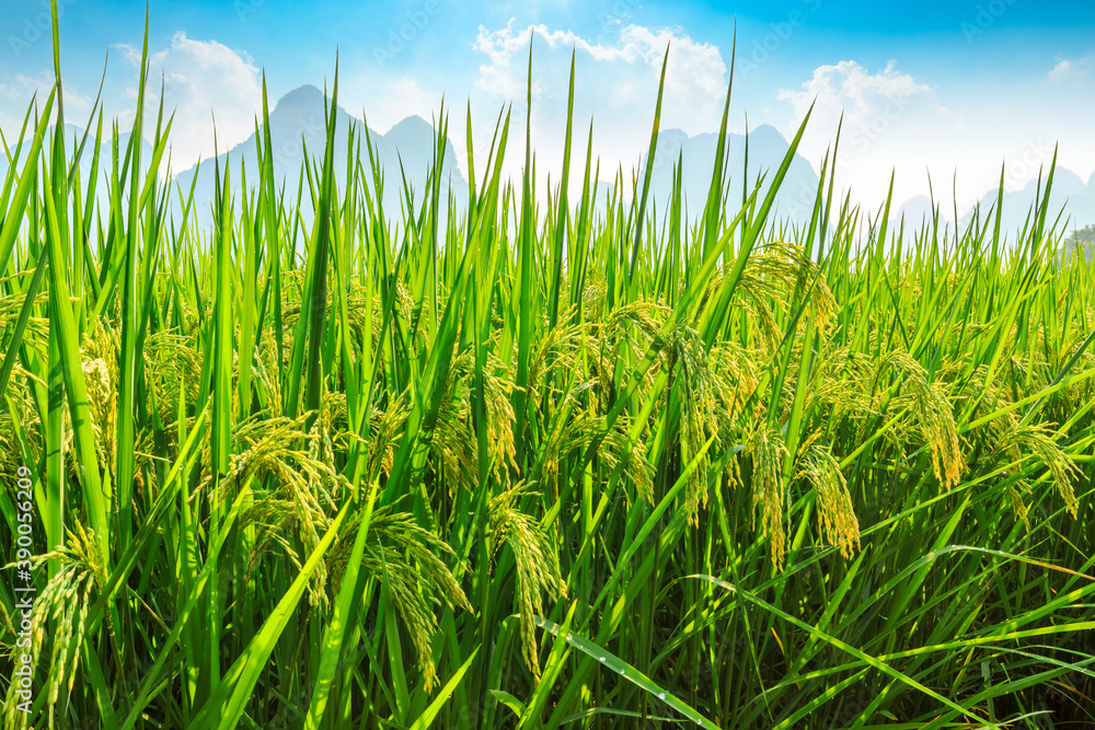 Ripe rice field and mountain natural scenery in Guilin,China. Ripe rice field and mountain natural scenery in Guilin,China.