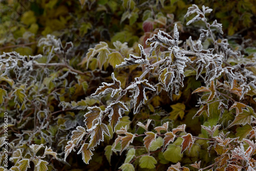 Plants at the first frost.