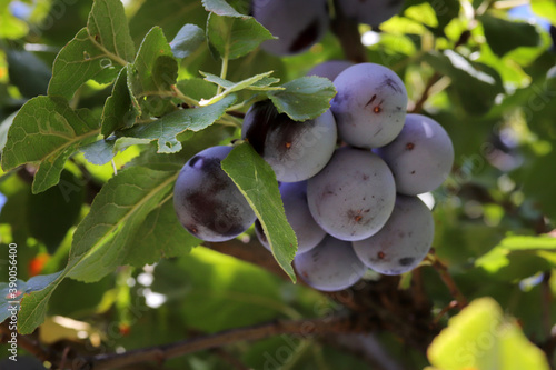 Fotografia Ripe plums hanging on the branches of a tree.