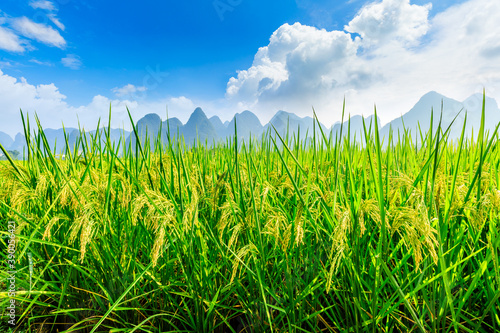 Ripe rice field and mountain natural scenery in Guilin,China.