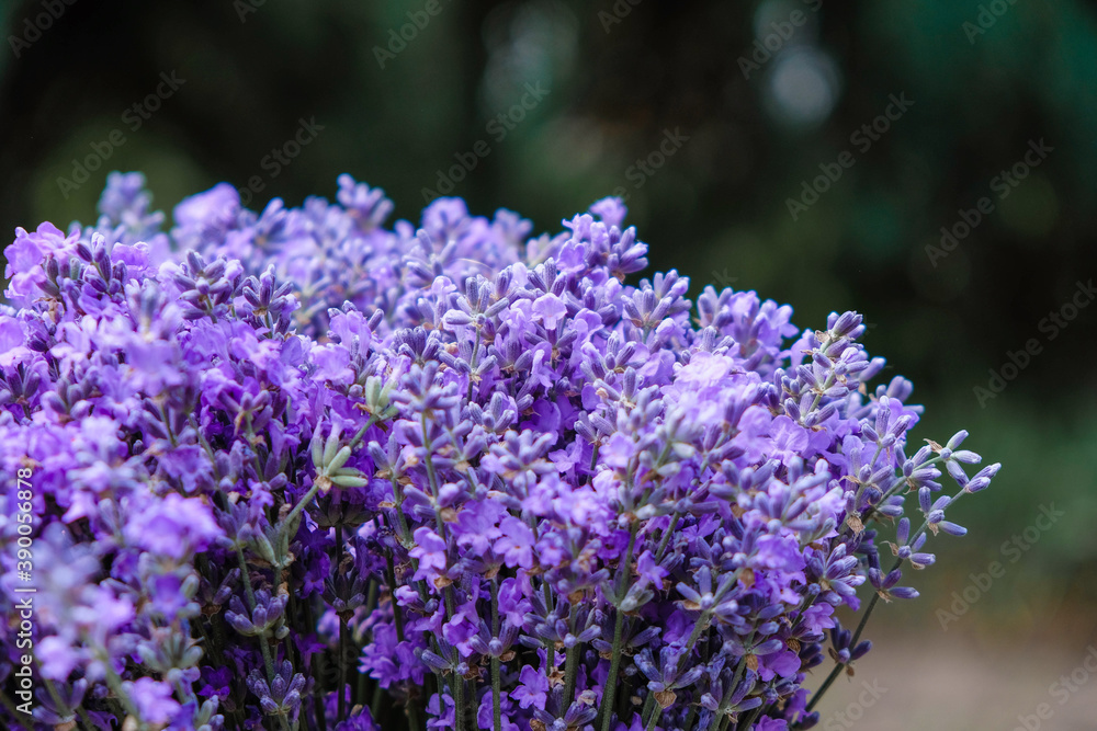 Lavender bouquet on a dark green background. Copy space. Lavender bouquet on a dark green background. Copy space.
