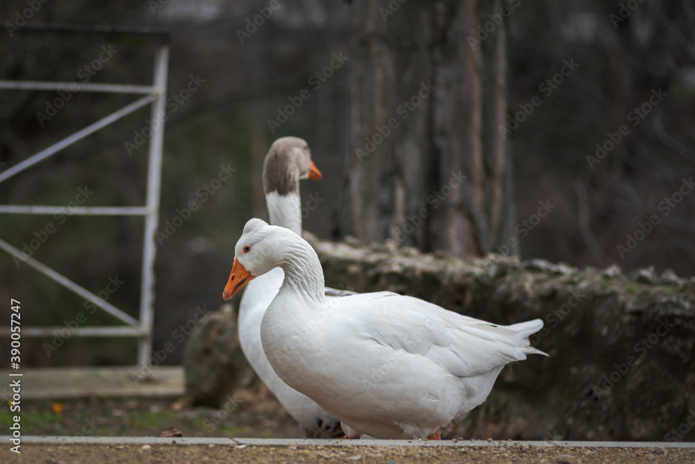 Obraz premium white feathered domestic goose in a park in winter