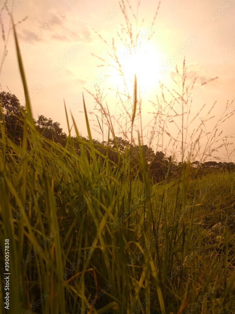 sunset in the field