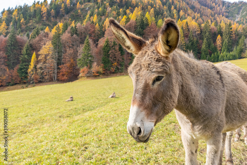 Donkey in the mountains on a grass field with behind a wood with autumn colors