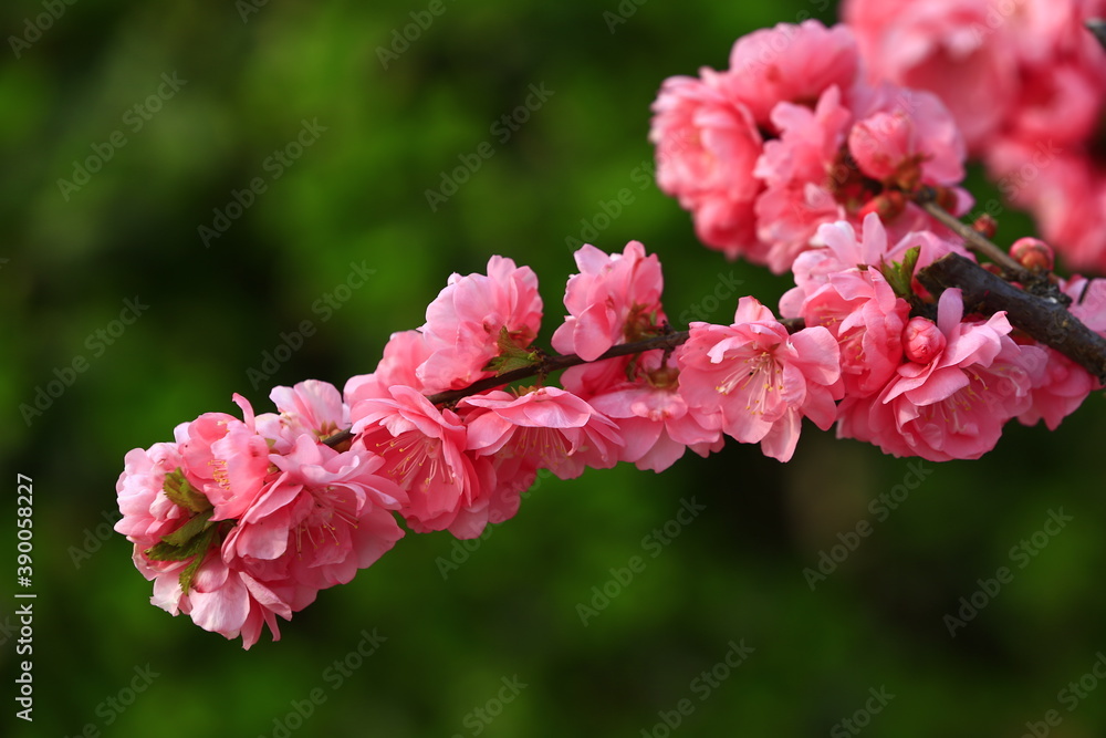 Obraz premium Blooming cherry blossoms, very beautiful