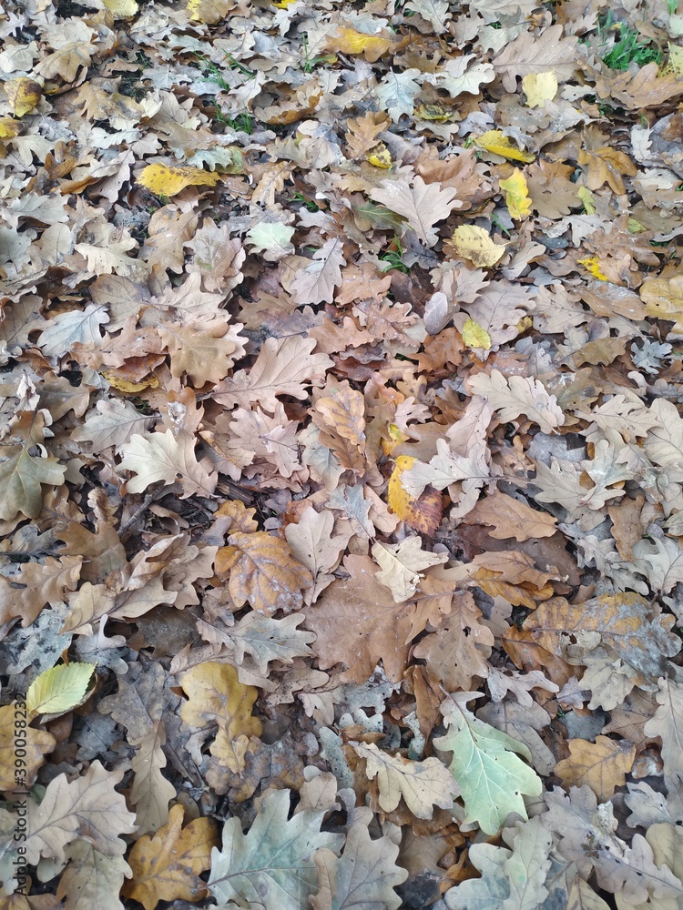 fallen autumn leaves fallen autumn leaves