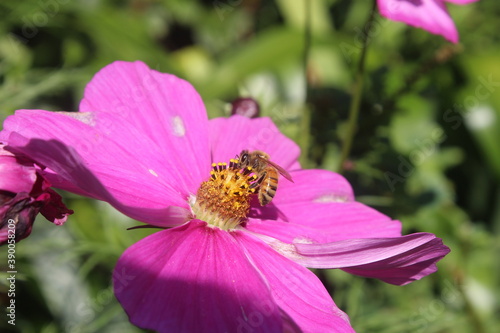 bee on pink flower © Sergio