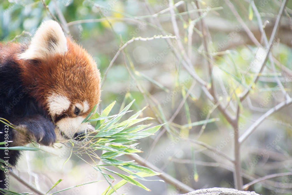 レッサーパンダ レッサーパンダ