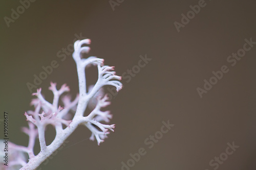 Natural background. Branch of white moss, closeup. A photo with a shallow depth of field. photo