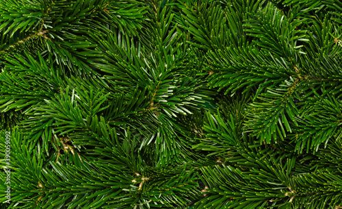 Christmas tree background. Texture of green branches of Nordmann fir tree, close-up. Natural winter and holiday backdrop