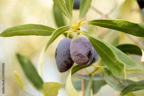 olive olives leaf tree food background