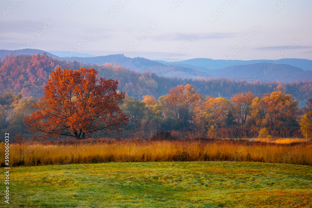 Fototapeta premium gorgeous countryside at dawn in autumn. trees in colorful foliage on the grassy field. mountains in the distance