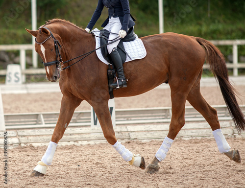 A red sports horse with a bridle and a rider riding with his foot in a boot with a spur in a stirrup. © Alexander