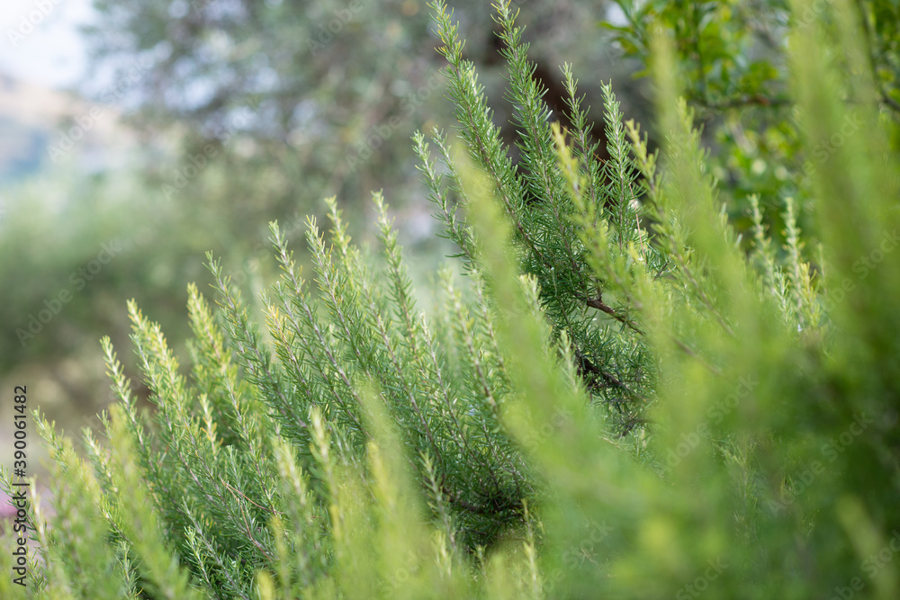 Rosemary growing in garden. Traditional Mediterranean spice. Kitchen herbs. Rosemary growing in garden. Traditional Mediterranean spice. Kitchen herbs.