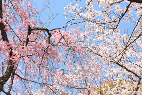 大阪城の桜