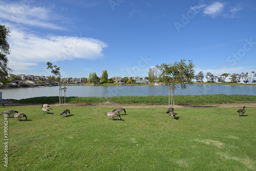 アメリカの計画住宅地：レッドウッド・ショアーズの街並み