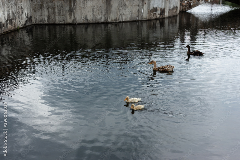 Parents of a duck and two ducklings Parents of a duck and two ducklings