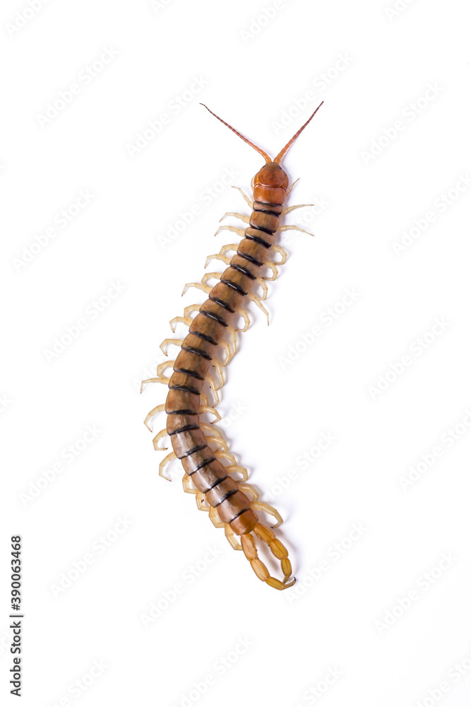 Fototapeta premium Top figure of Scolopendra with white background.
