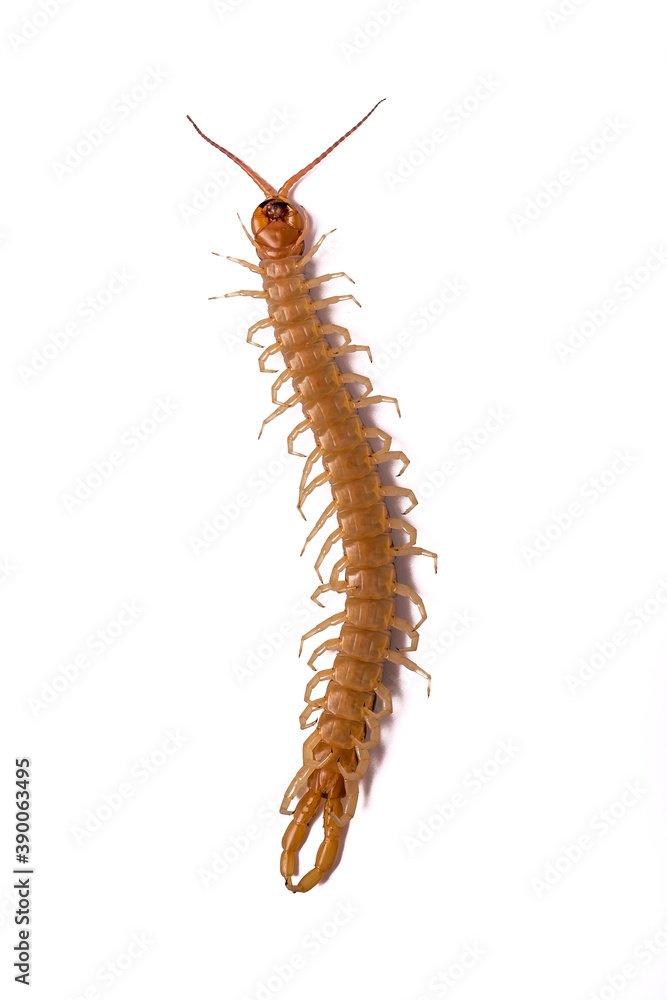 Image of Scolopendra's abdomen with white background. Image of Scolopendra's abdomen with white background.