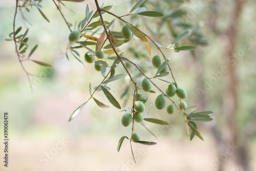 Olive trees garden. Branches with ripe fruits