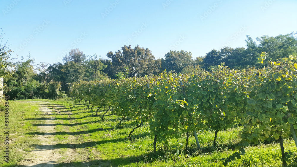 green grape rows at sunny autumn day