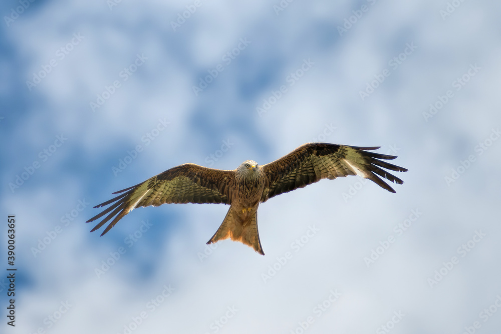 milan royal in flight