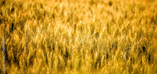 gold color wheat field