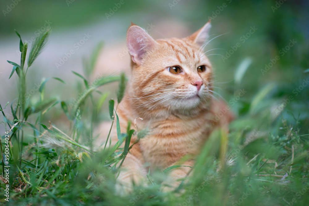 Beautiful young red tabby cat lying in the grass, summer nature outdoor Beautiful young red tabby cat lying in the grass, summer nature outdoor