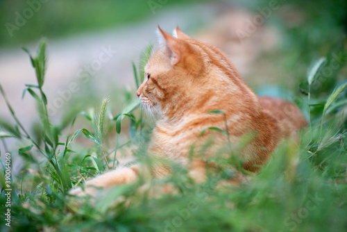 Beautiful young red tabby cat lying in the grass, summer nature outdoor © Khorzhevska