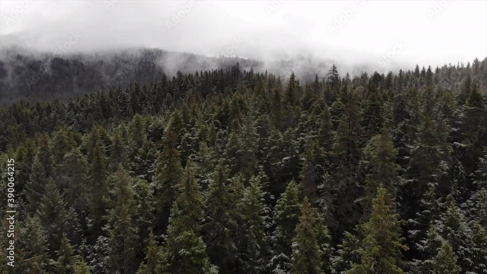 Mountain Forest Pine Trees Aerial Mountain Forest Pine Trees Aerial