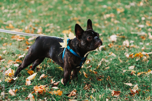 Cute French bulldog outdoors in the Park in autumn